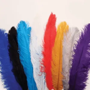 Ostrich Feathers